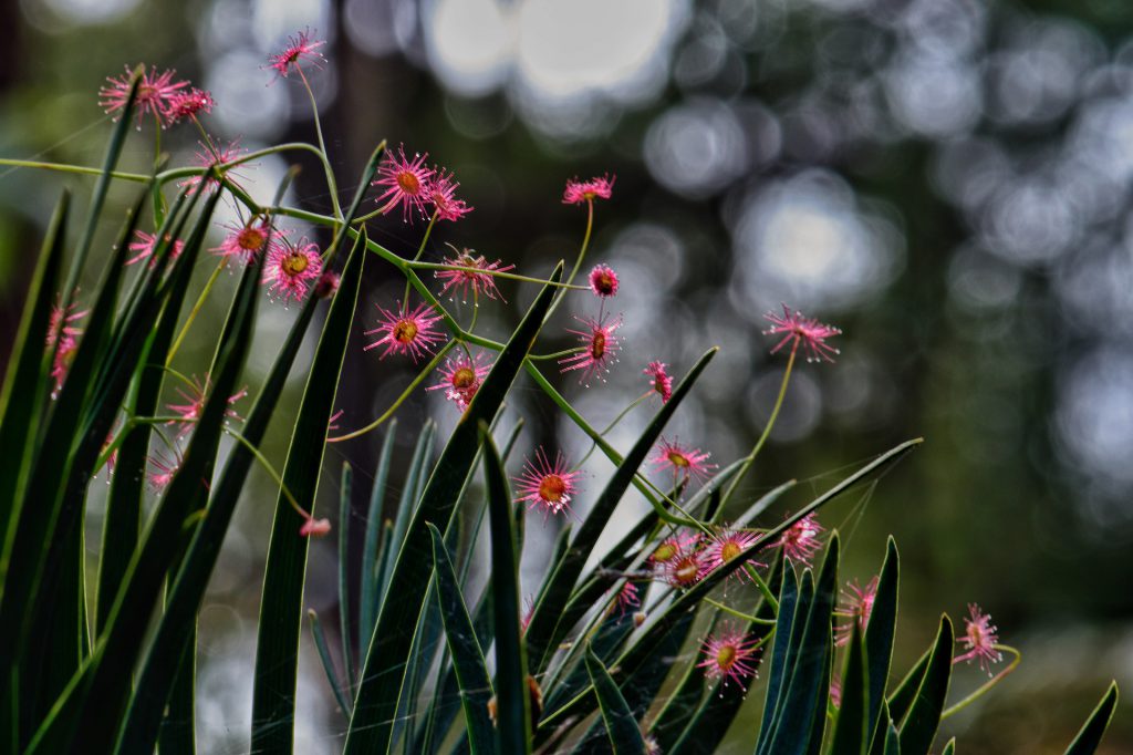 knollen-drosera