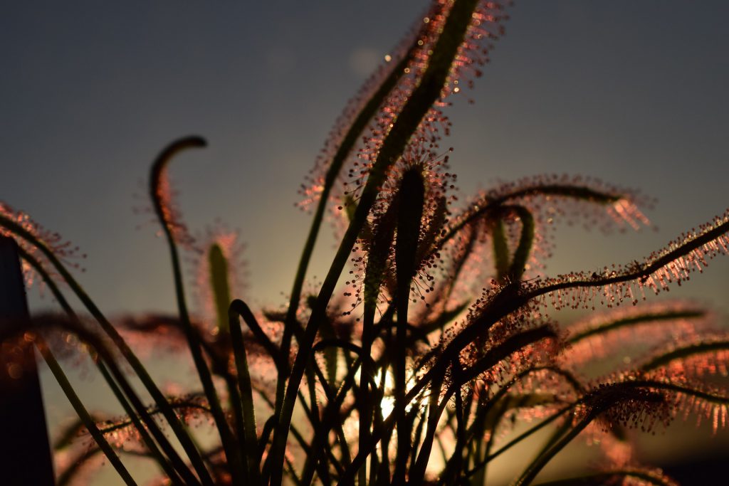 drosera-capensis