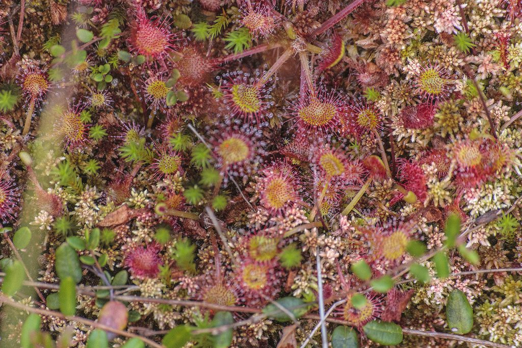 drosera-rotundifolia