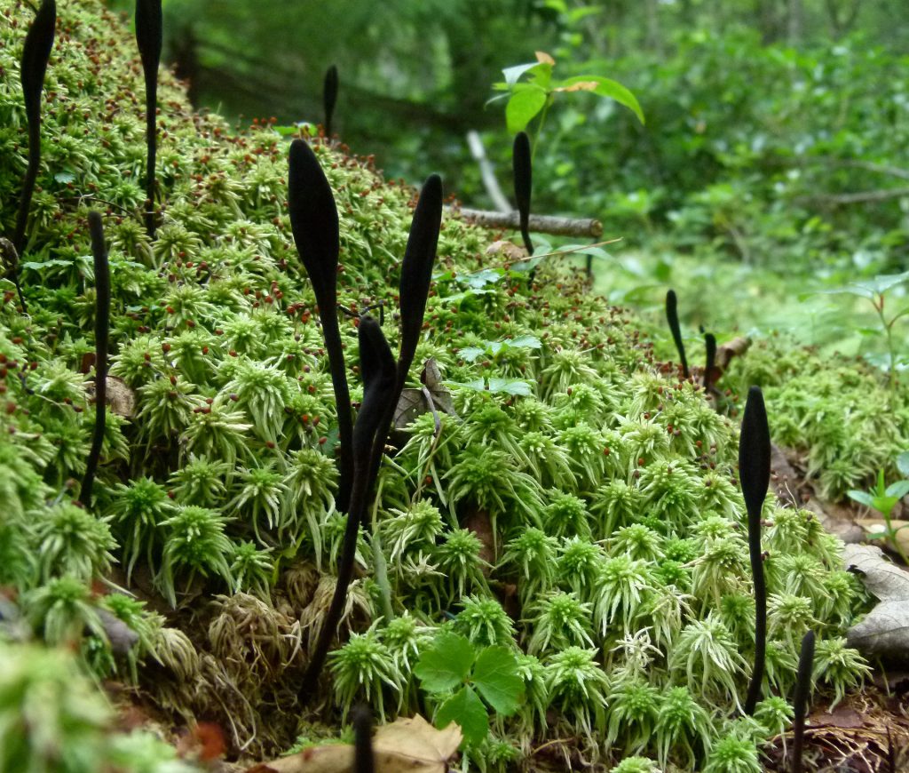 Grafik 1: Sphagnum Torfmoos im natürlichen Habitat