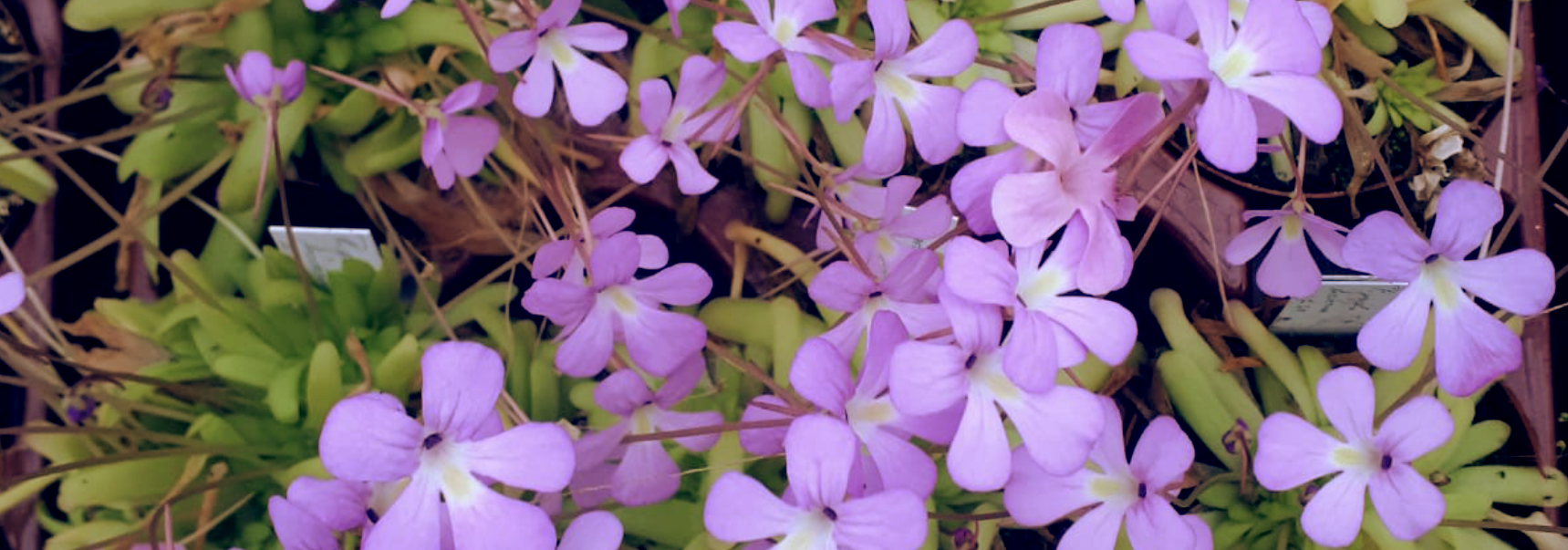 pinguicula-blüten