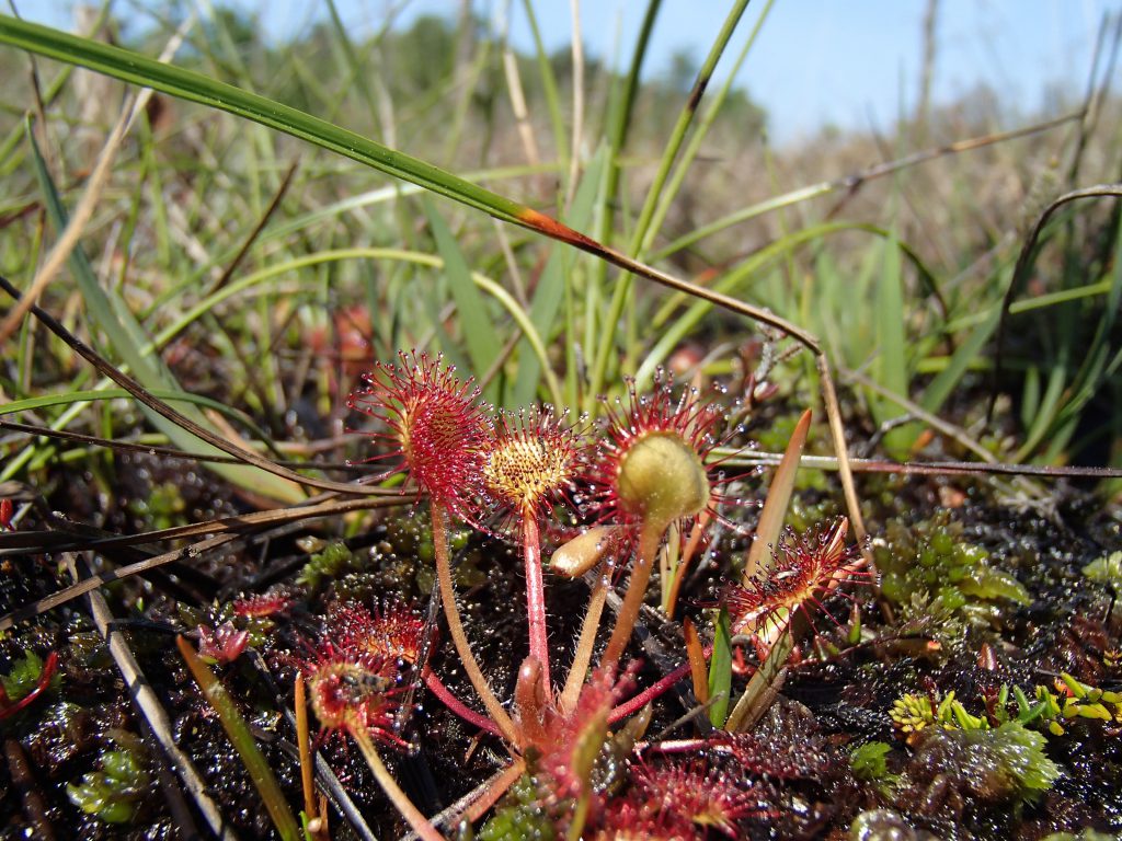 drosera rotundifolia