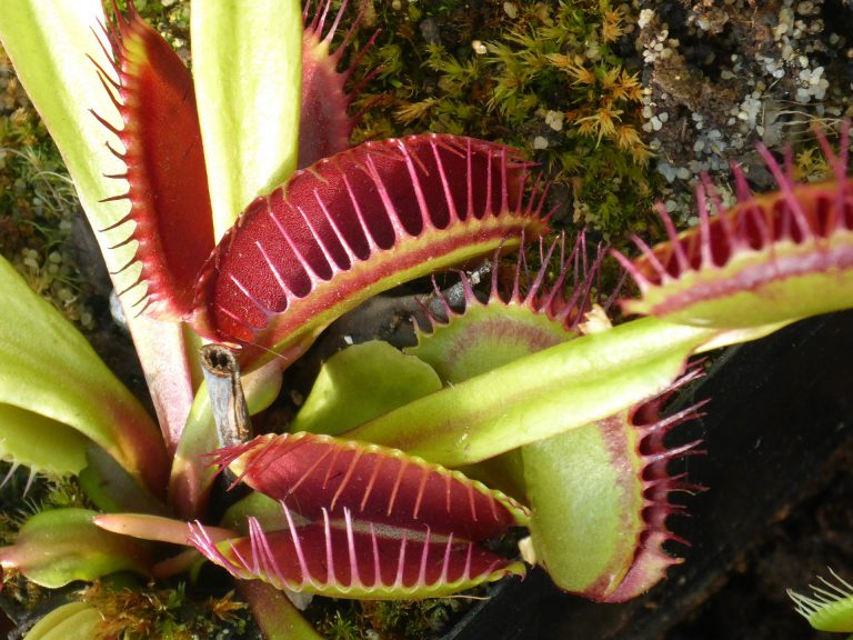 dionaea_muscipula