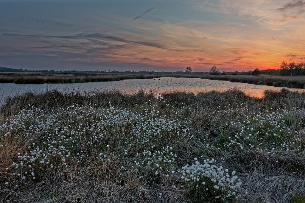 wollgras eriophorum spec.