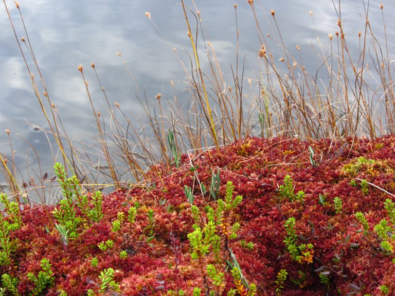 sphagnum