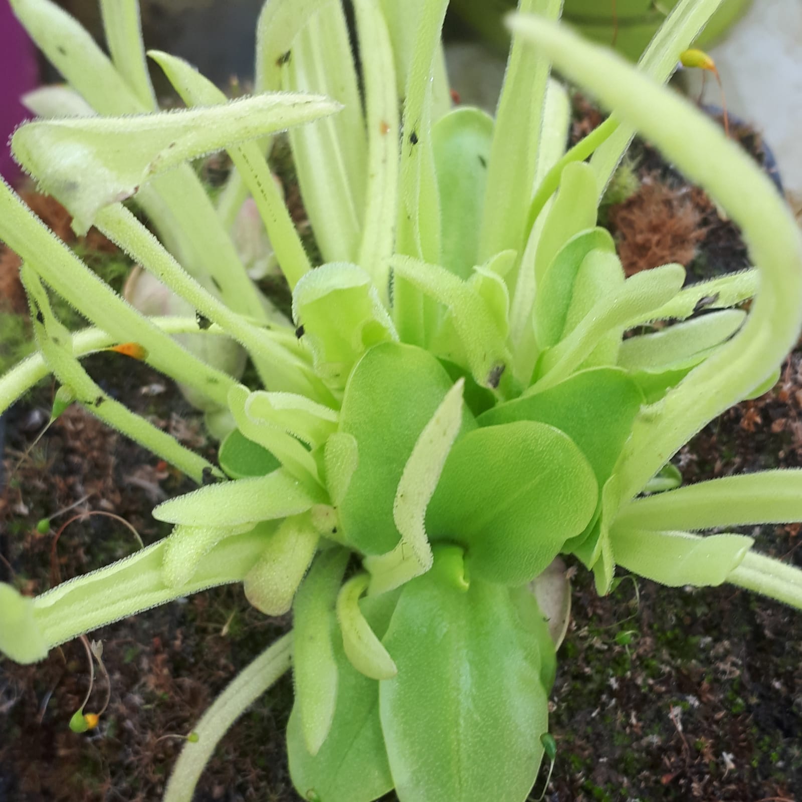 pinguicula-anisophyll