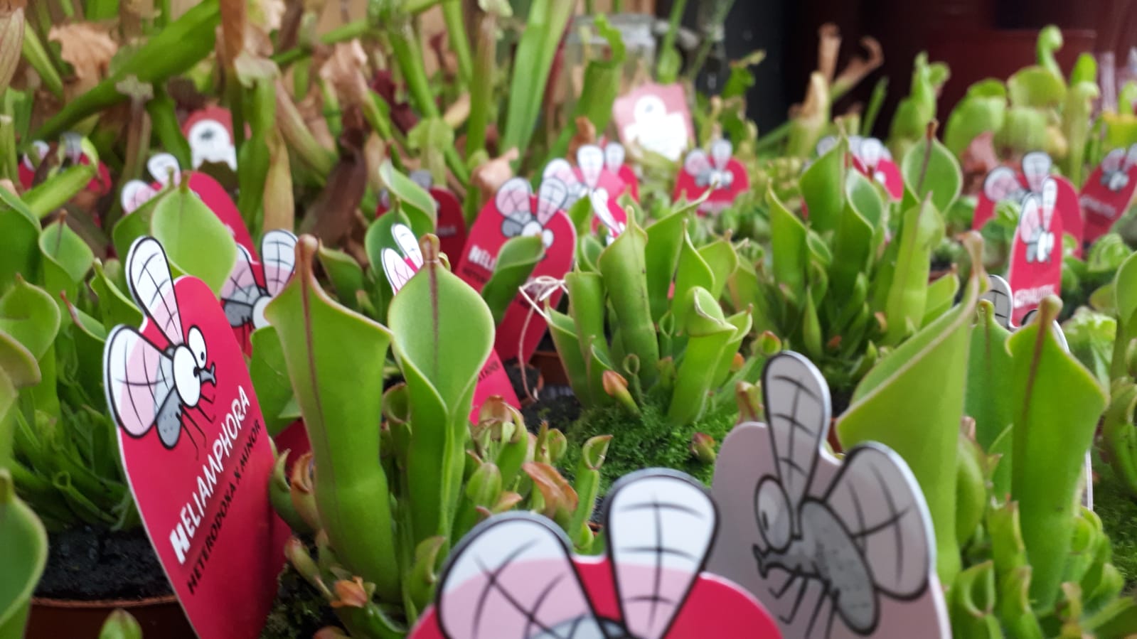 heliamphora