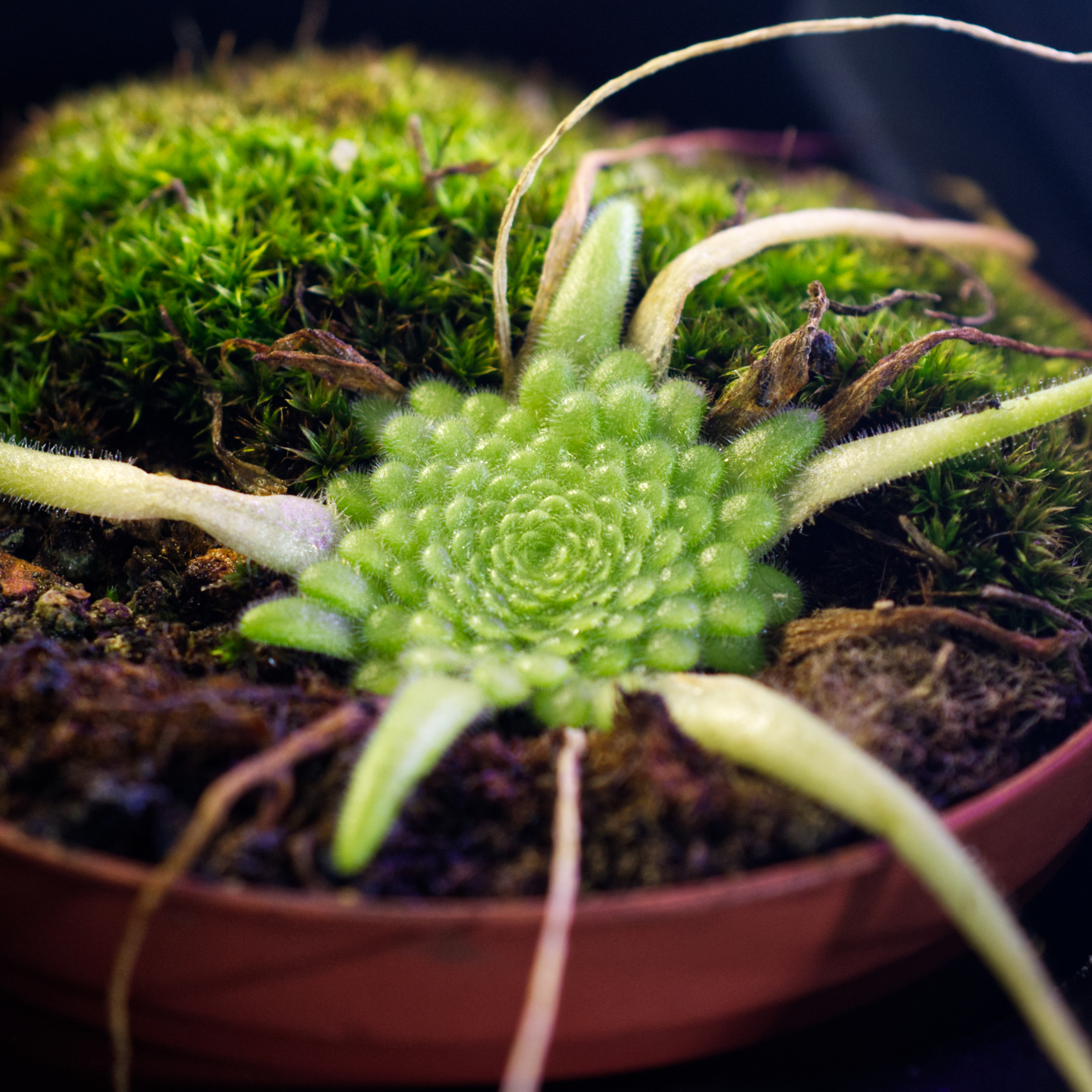 pinguicula-winterruhe