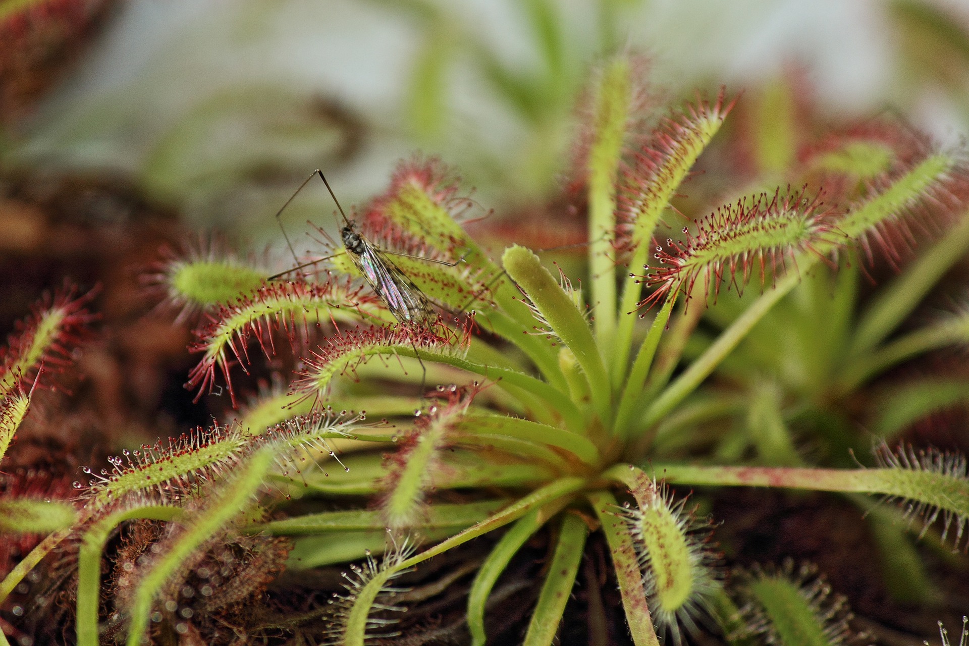 drosera