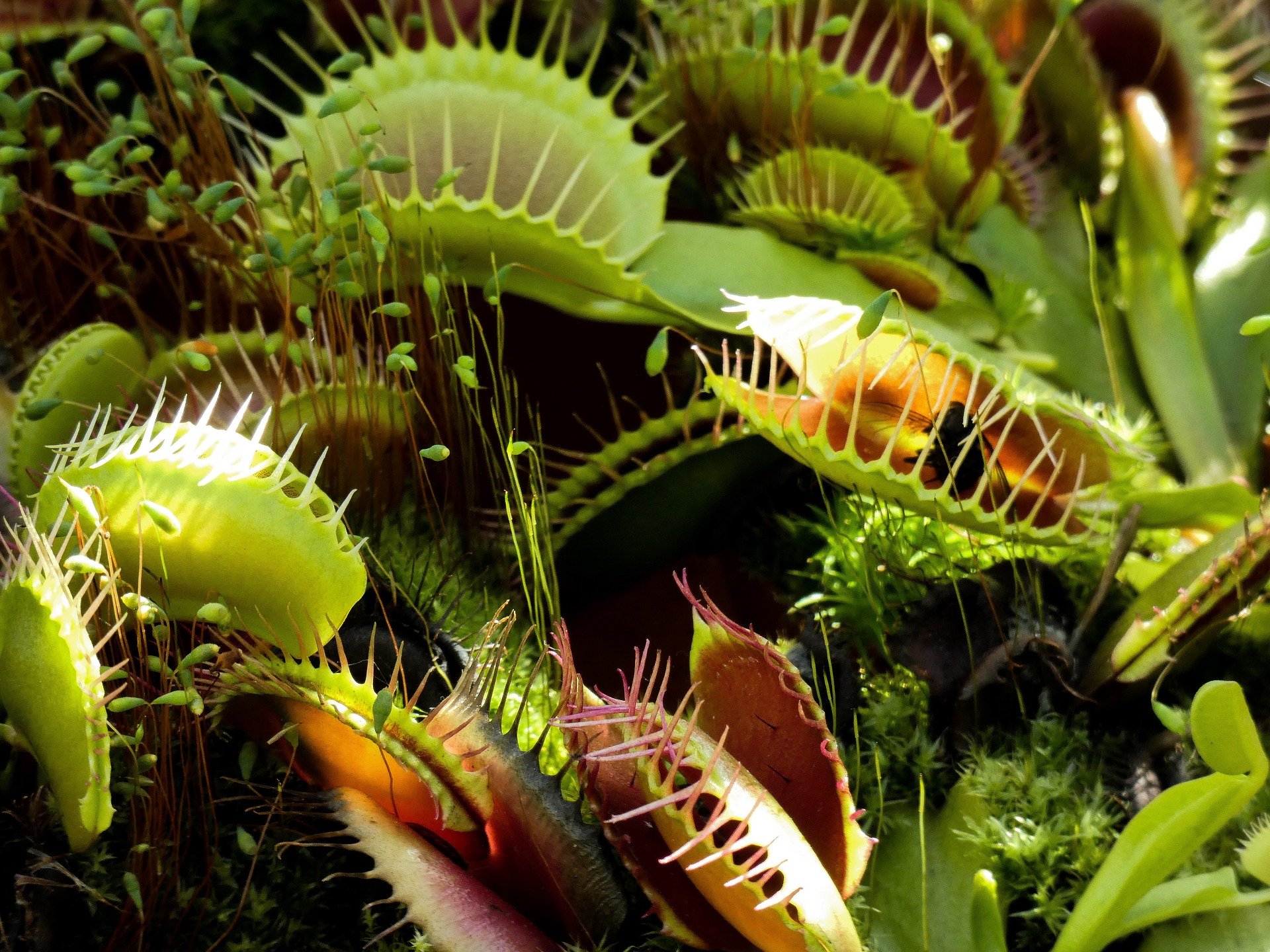 dionaea