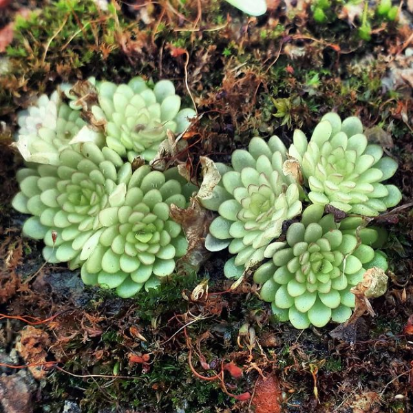pinguicula-hibernacula
