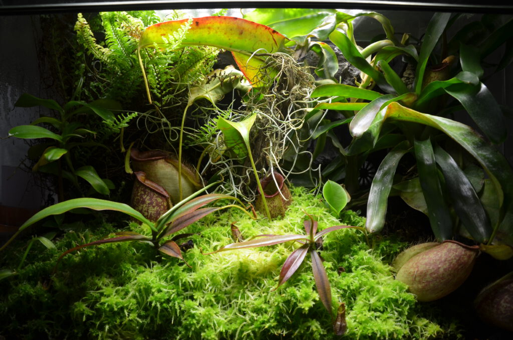 Nepenthes-Terrarium mit Mischbepflanzung