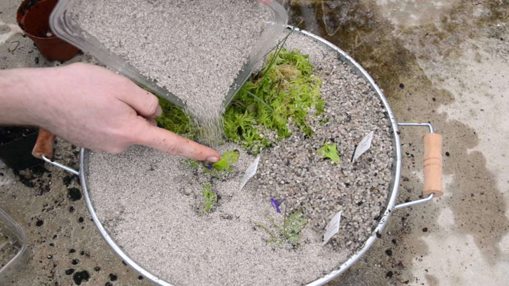 sand-als-deko-im-fettkraut-kübel