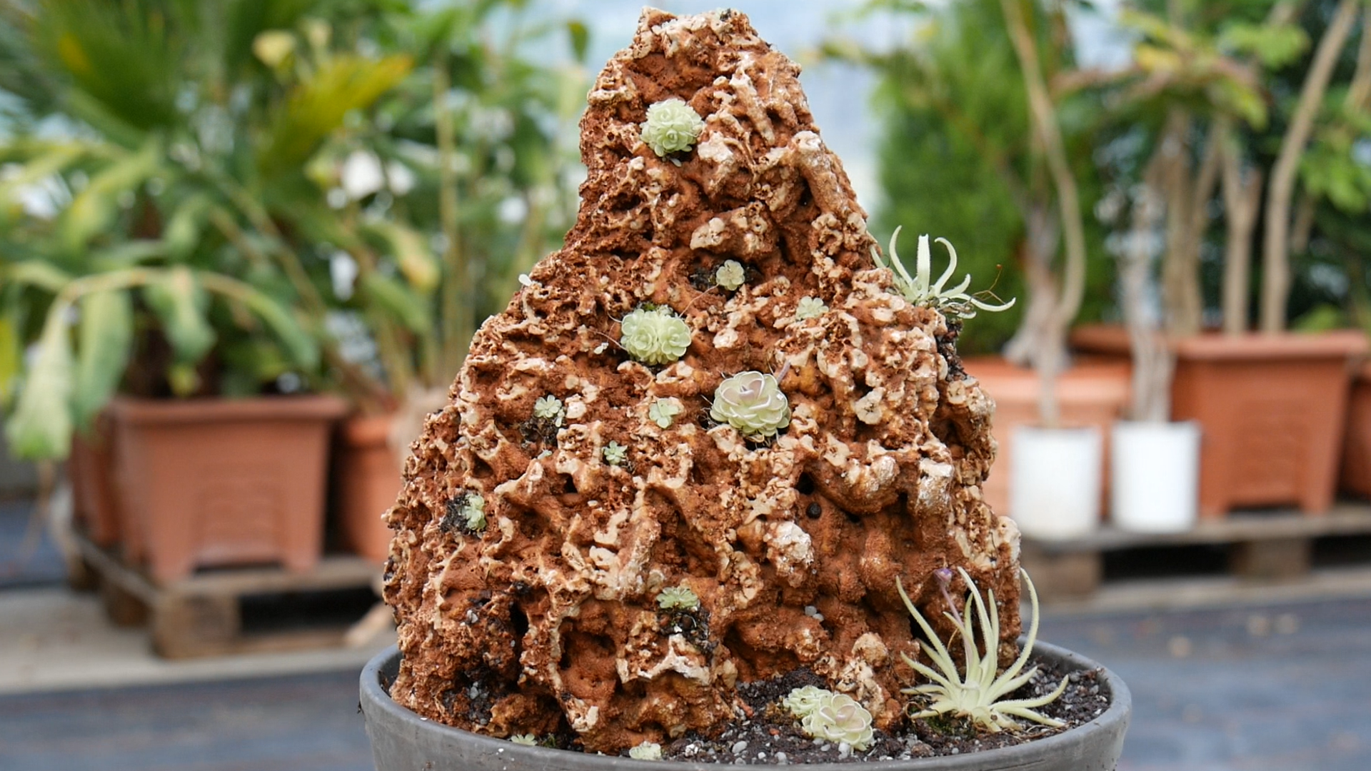 spaghettistein mit pinguicula bepflanzt