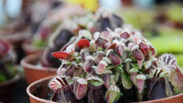 cephalotus