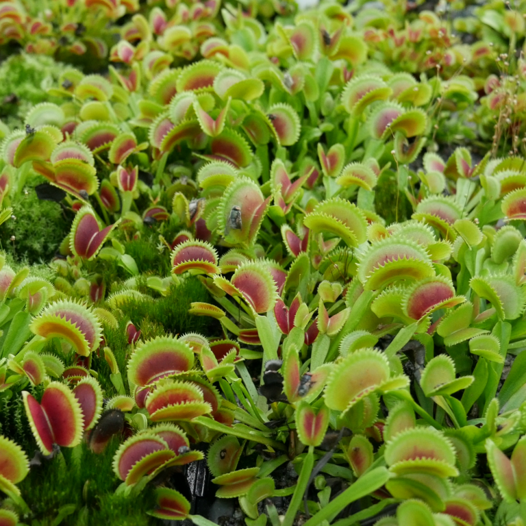 dionaea