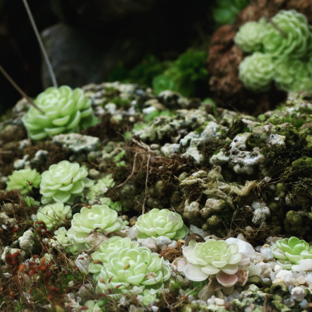 pinguicula-stein