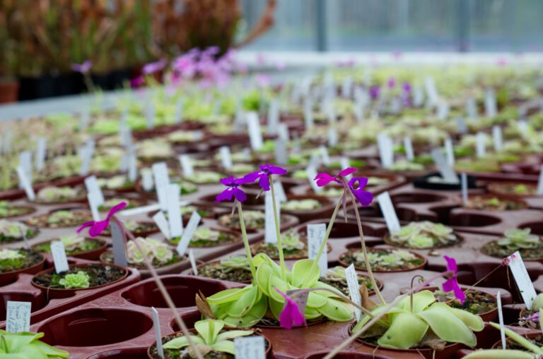 pinguicula