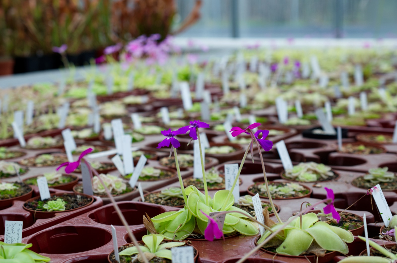 pinguicula