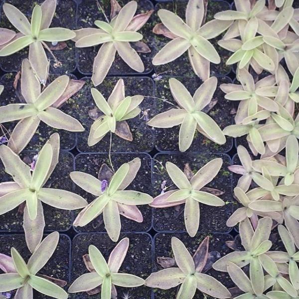 temperierte-pinguicula