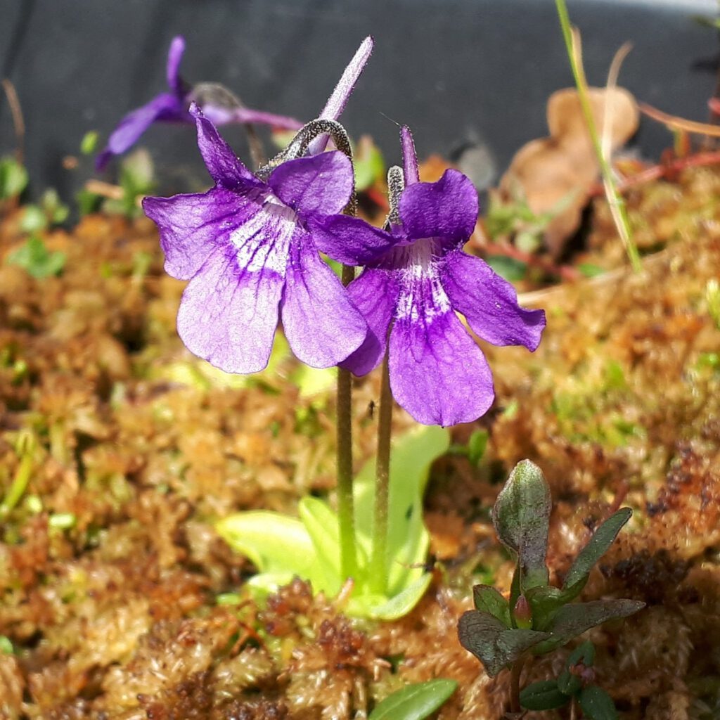 pinguicula-grandiflora