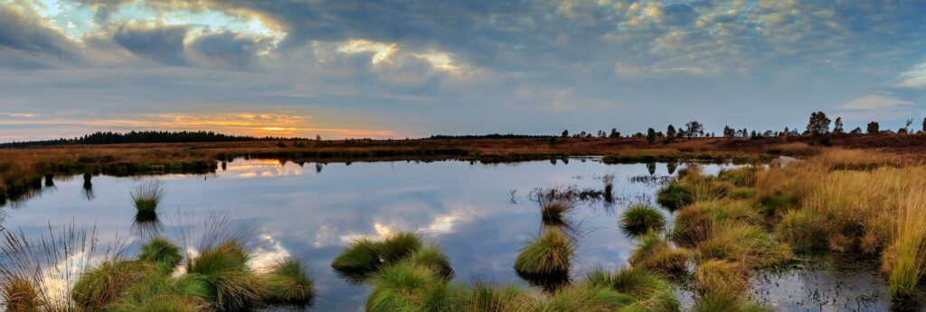 Panorama Blick in ein Moor. Große Wasserflächen.