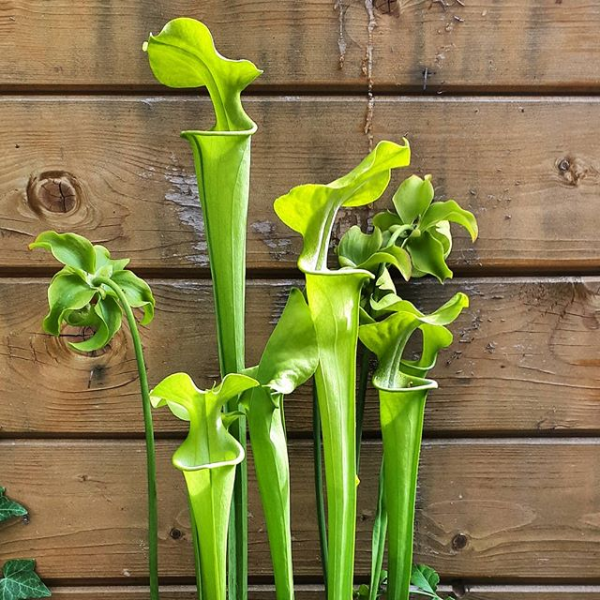 Sarracenia flava x alata