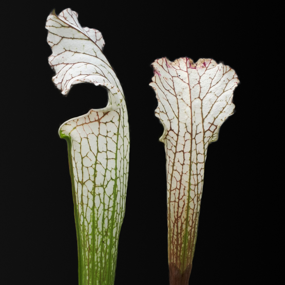 Sarracenia leucophylla mit weißen Schlauchblättern