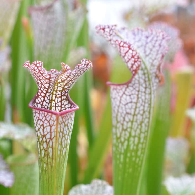 Sarracenia leucophylla