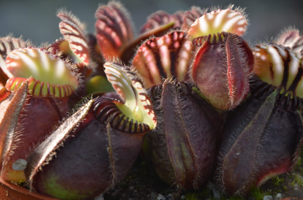 cephalotus follicularis