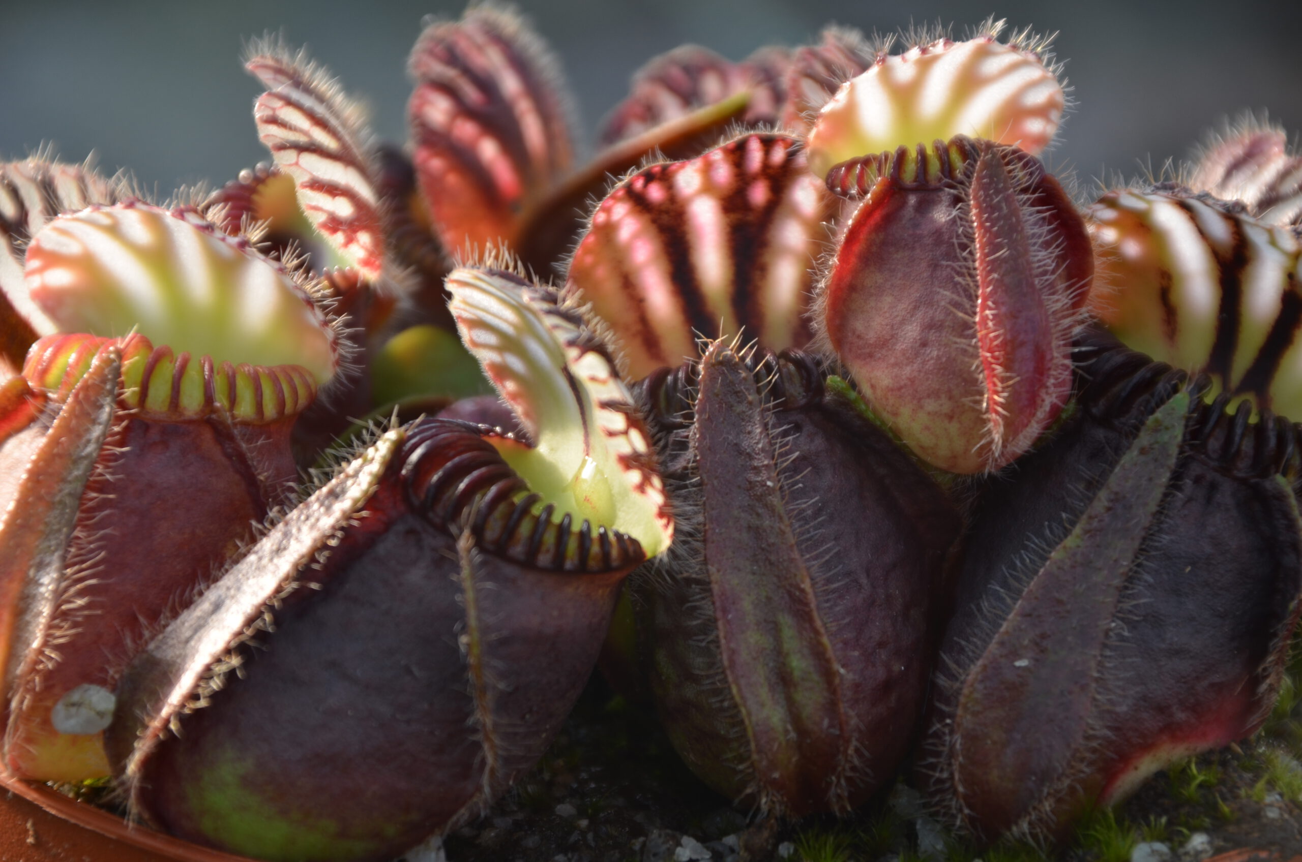 cephalotus follicularis