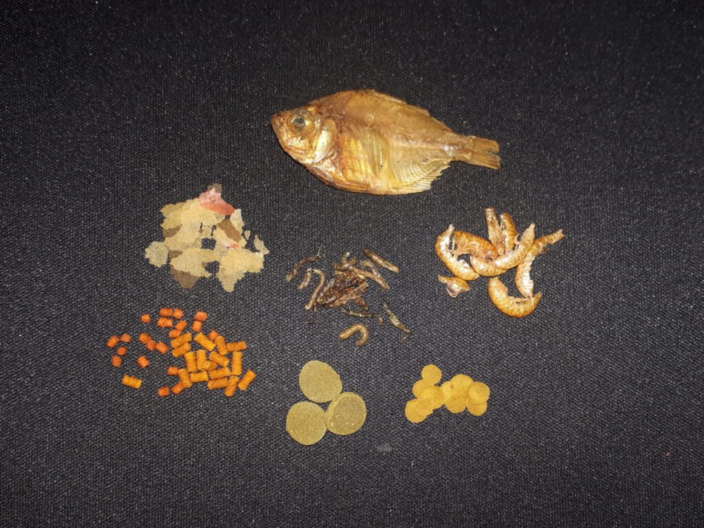 Vampirkrabben Futterangebot (tierisch): getrockneter Fisch, getr. Bachflohkrebse, getr. Mückenlarven und verschiedene Spezialfutter für Krebse