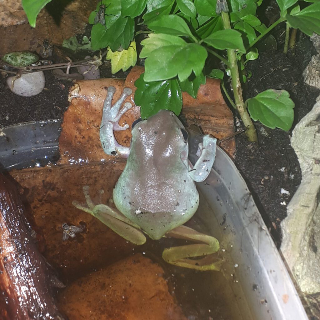 Grafik: Korallenfinger-Laubfrosch (Rhanoidea caerulea) beim Farbwechsel zwischen grau und grün/grün-blau