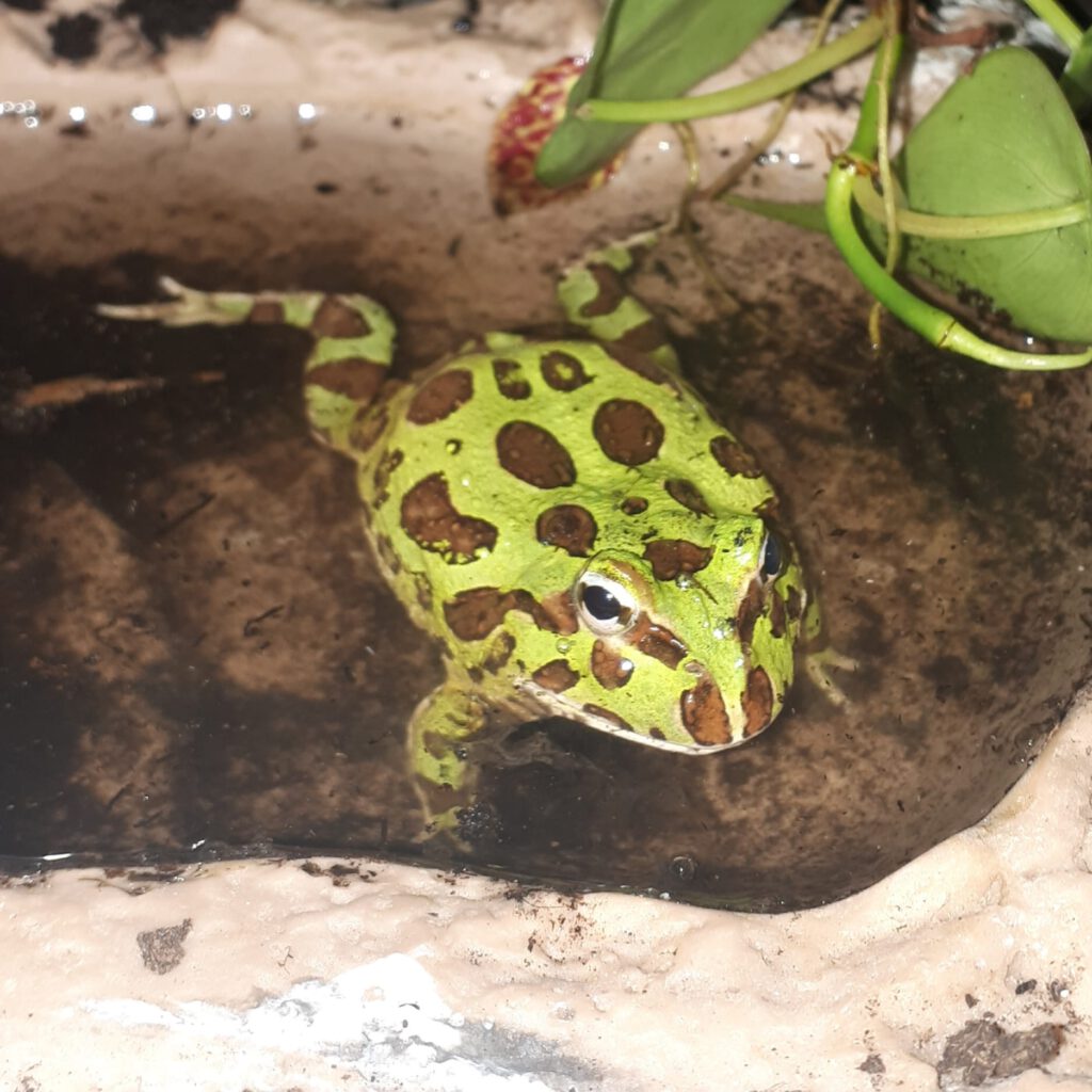 Grafik: Schmuckhornfrosch (Ceratophrys ornata) beim Baden