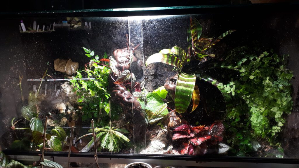 froschterrarium