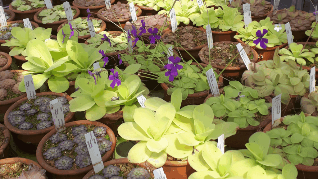 pinguicula sammlung