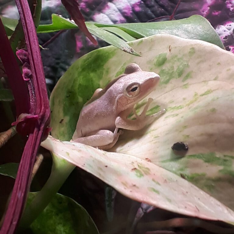 Ruderfrosch Polypedates leucomystax