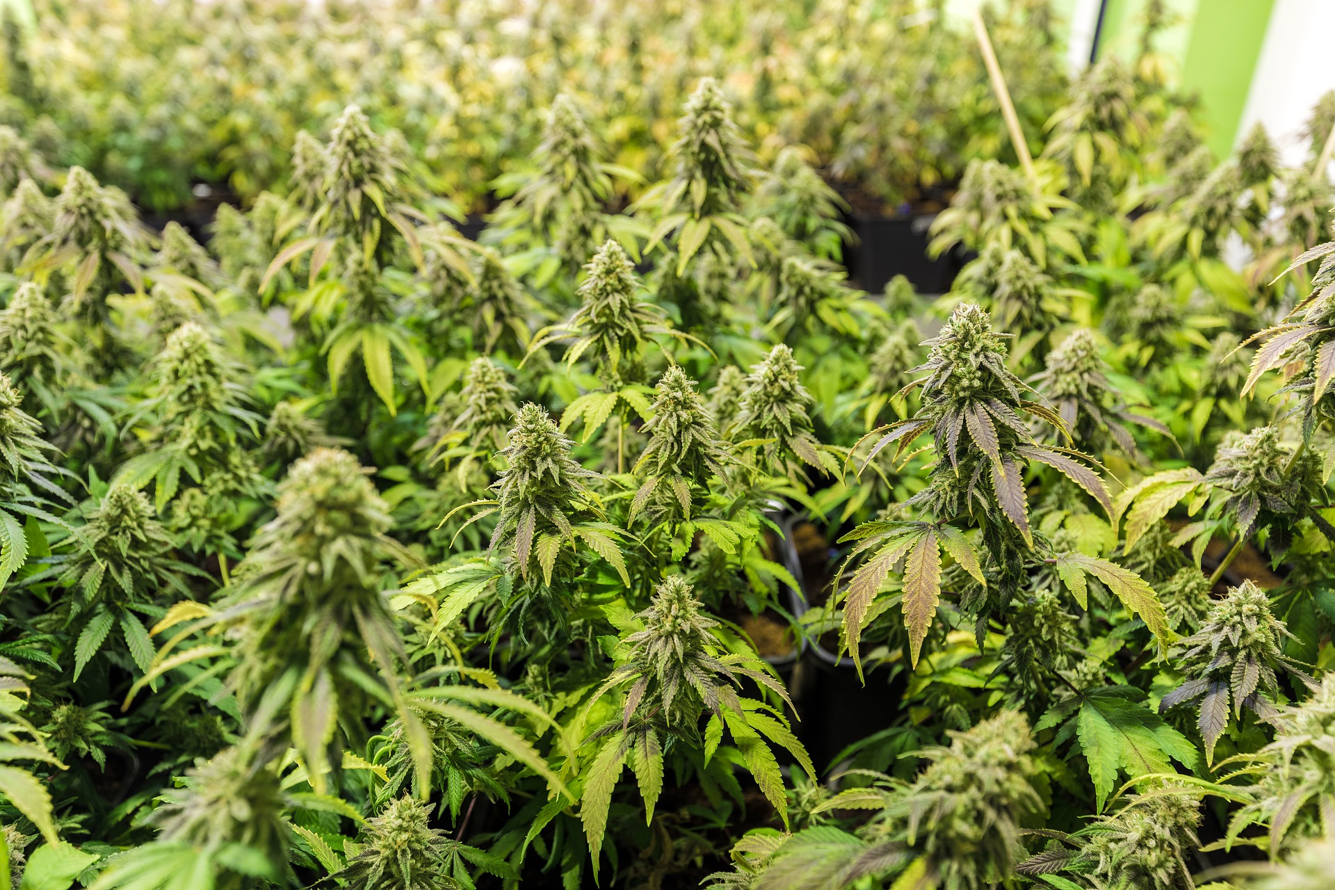 cannabis-pflanzen