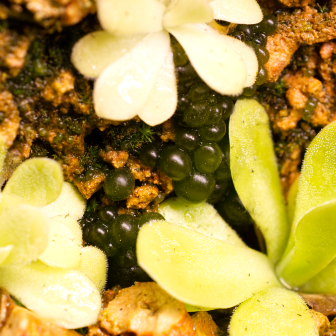 Pinguicula und Nostoc Bacterien