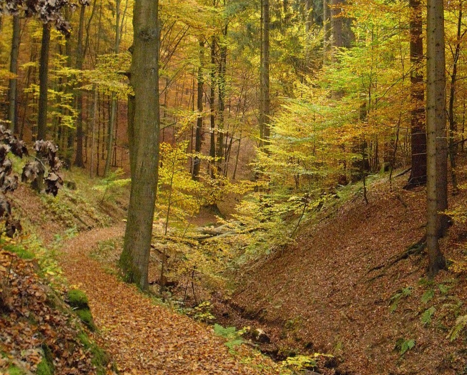 Thüringer Wald