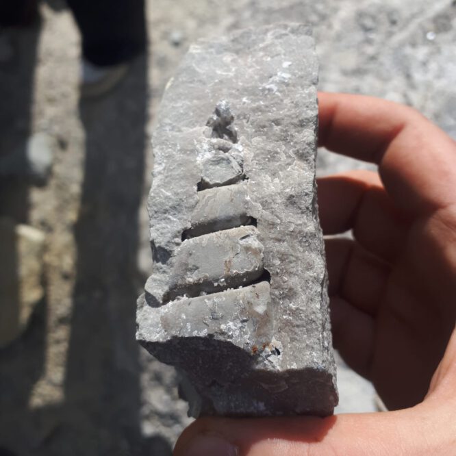 turmschnecke, fossil