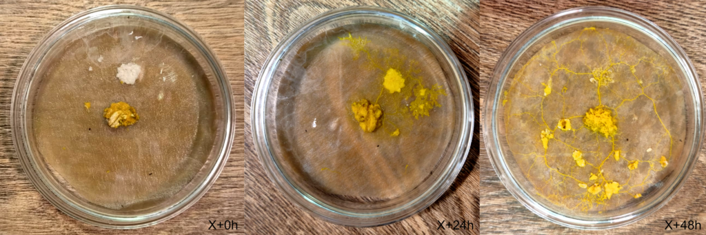 Blop Pilz - Nach drei Tagen ist das Gefäß vollständig durchwachsen