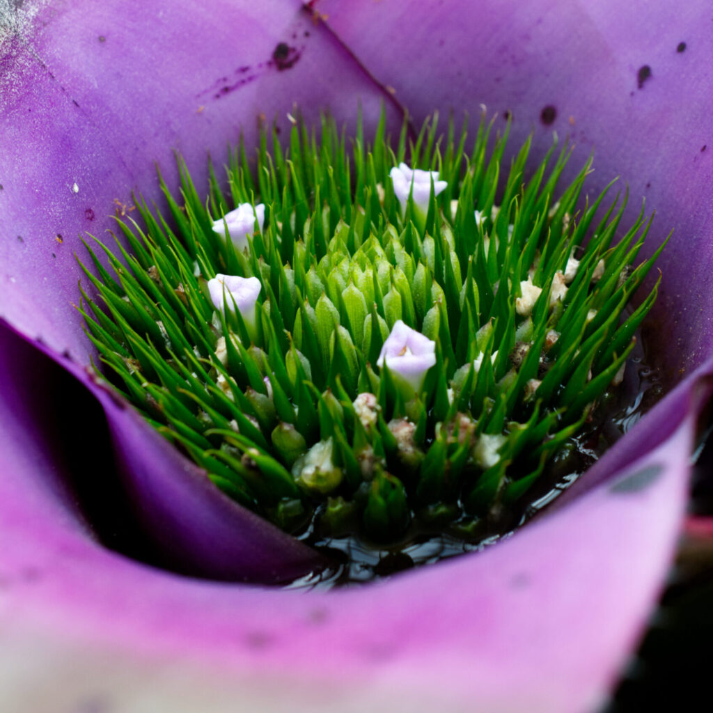 bromelie mit phytotelma