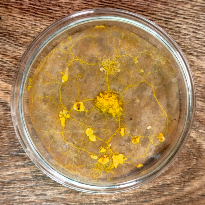 Abbildung: Blob-Pilz (Physarum polycephalum) am dritten Tag nach der Ruhephase