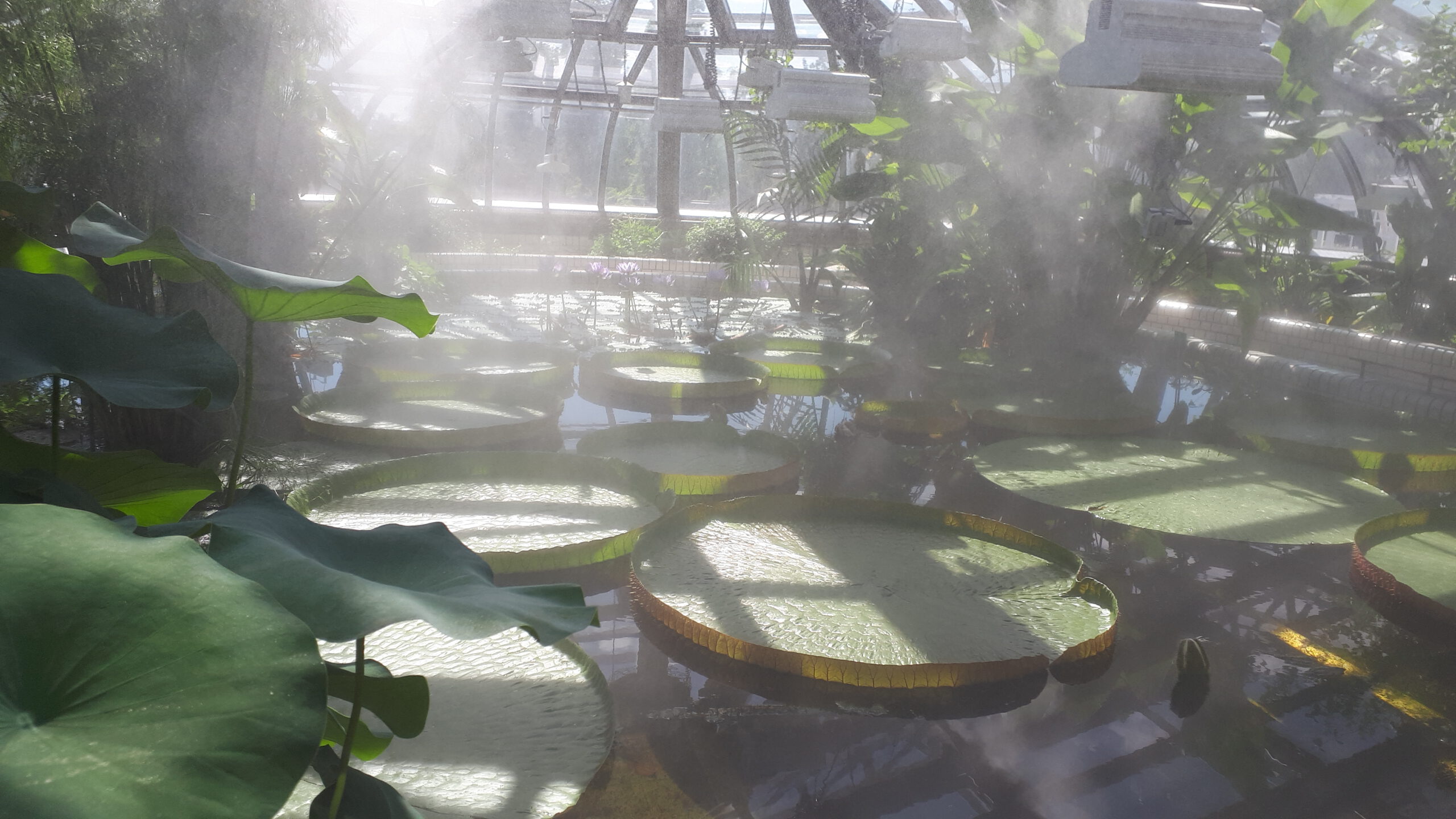 Victoria amazonica