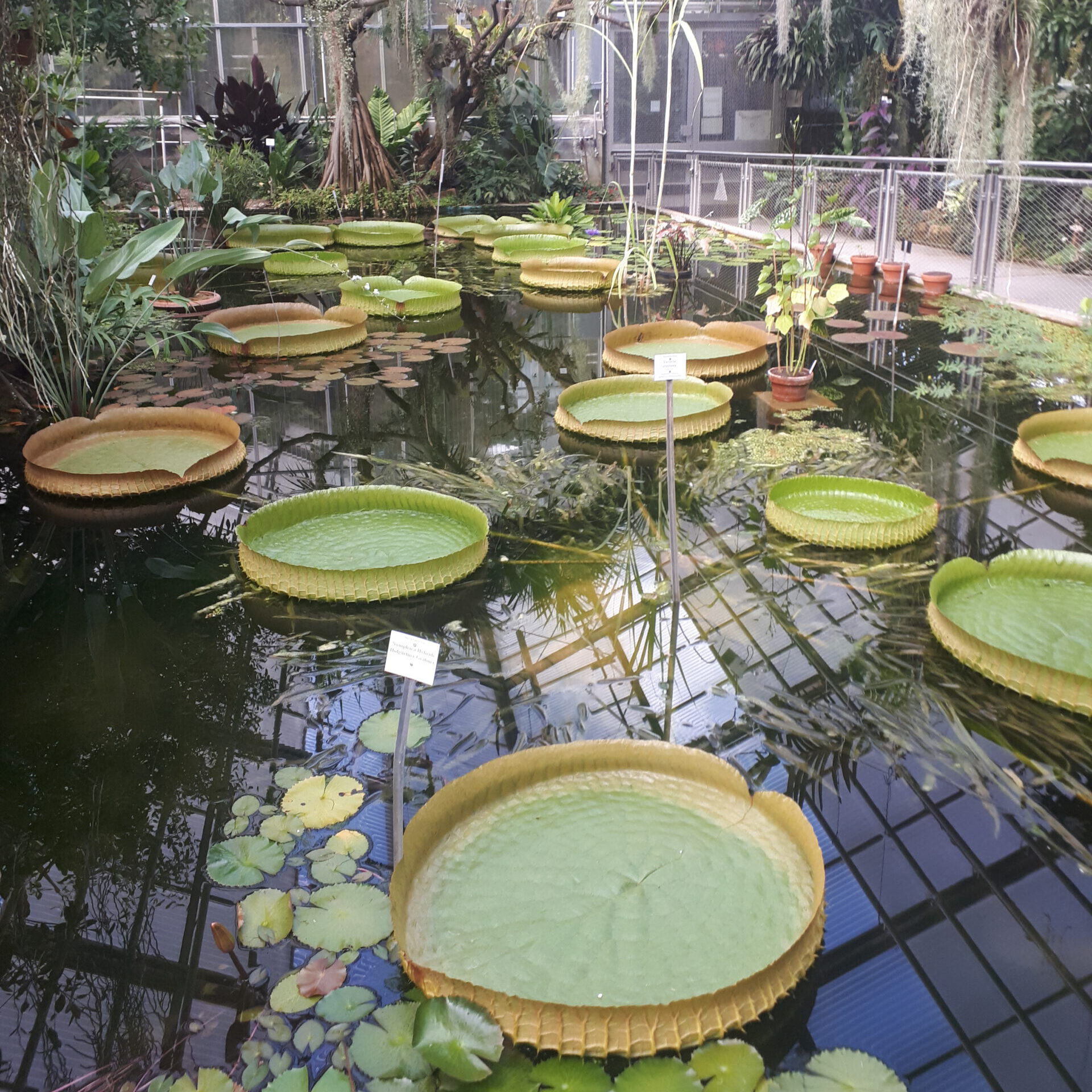 victoria amazonica