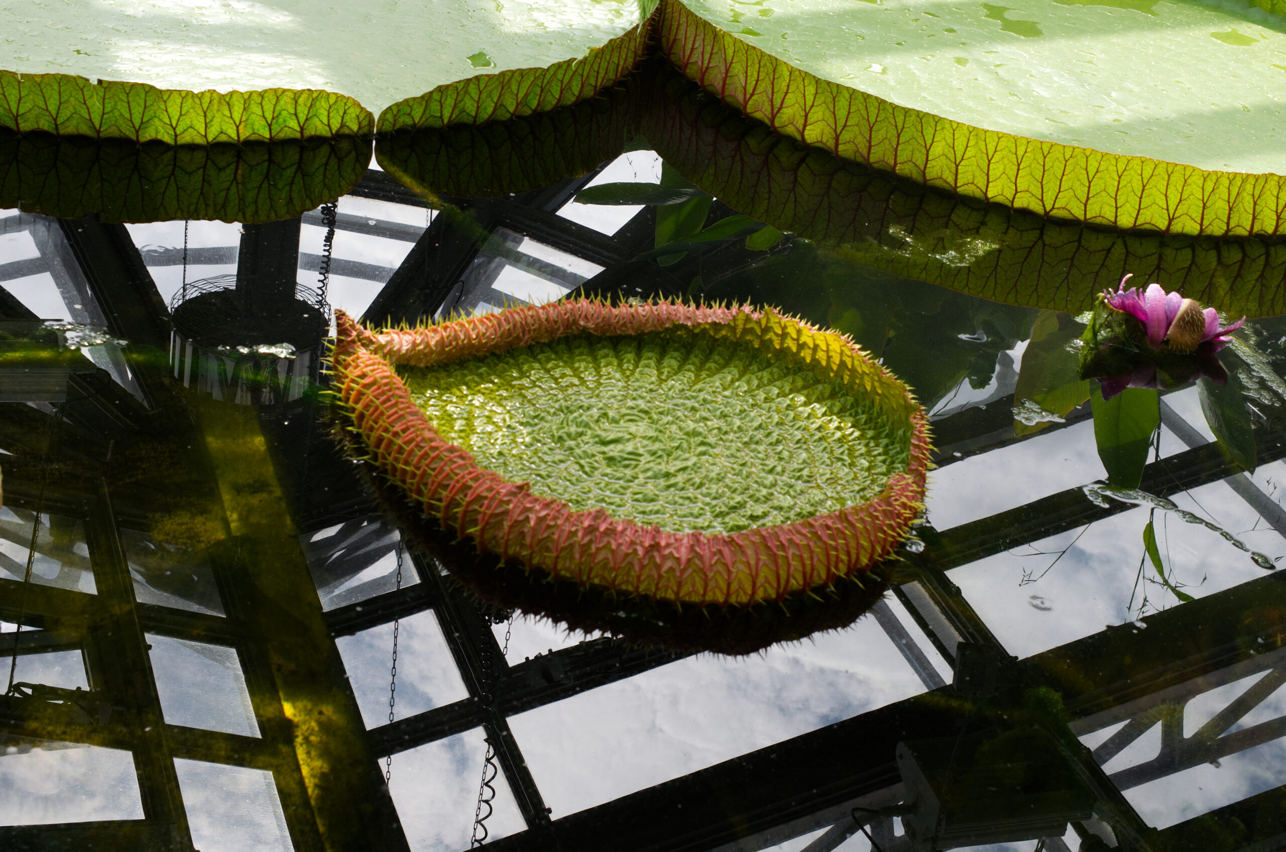 Victoria amazonica