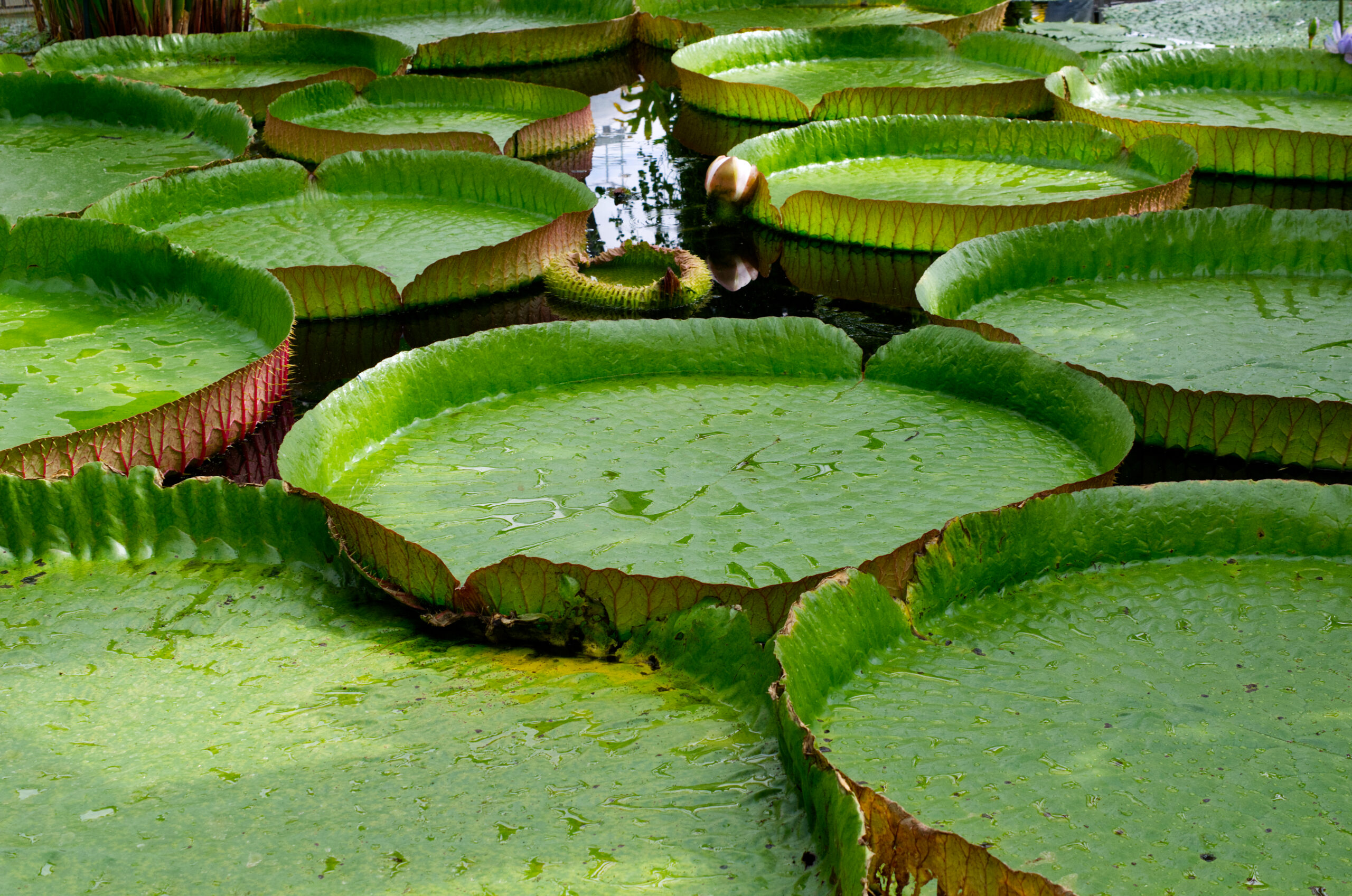 Victoria amazonica