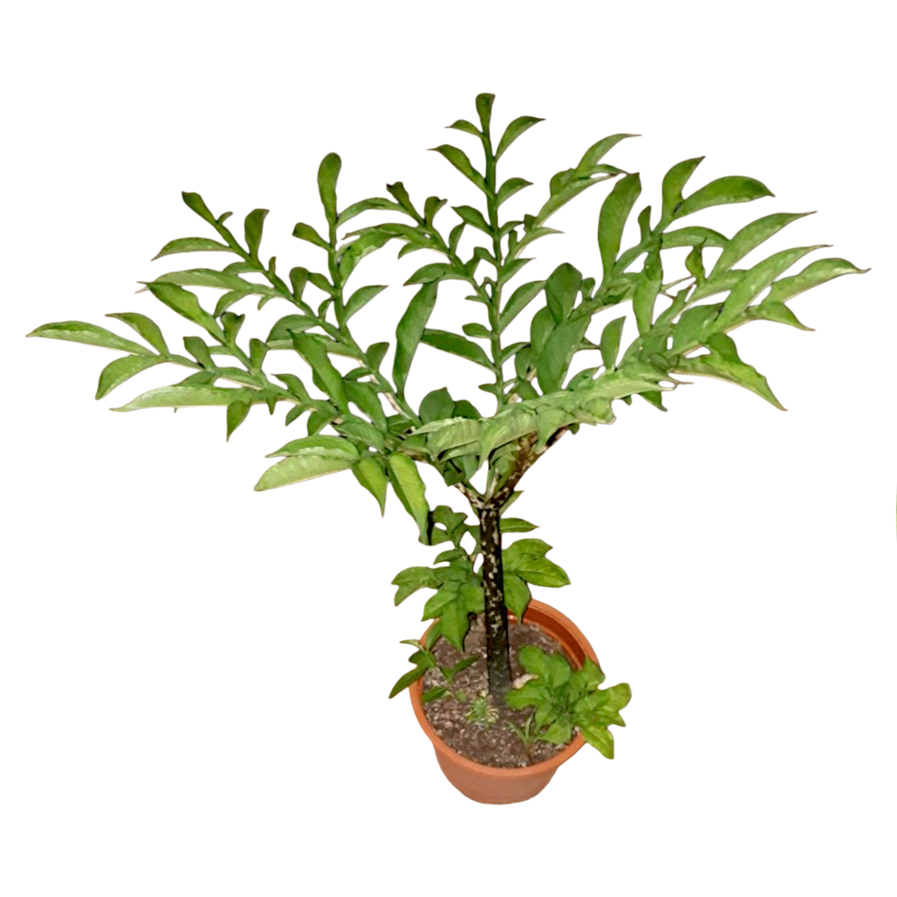 amorphophallus laubblatt