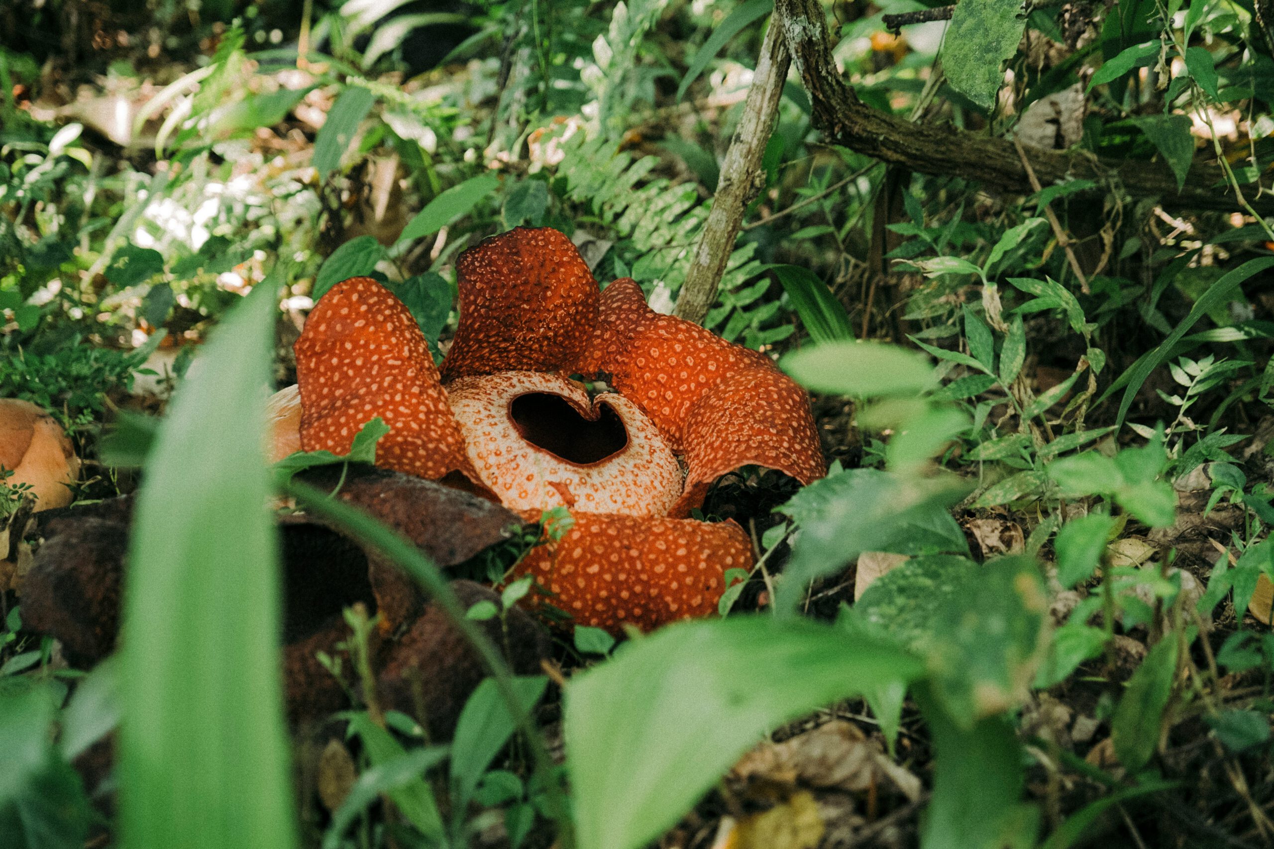 rafflesia